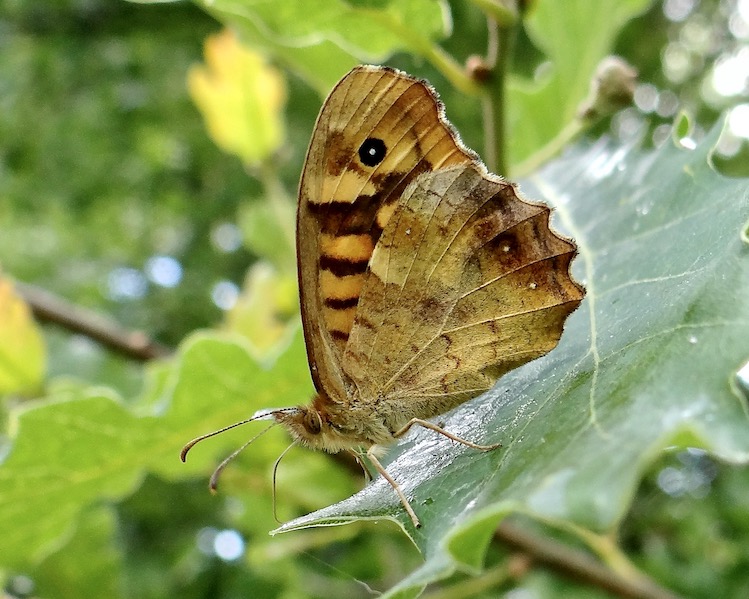 speckled wood